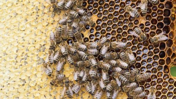 Abejas Abejas