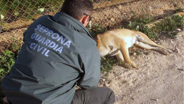 Seprona Guardia Civil, maltrato animal Seprona Guardia Civil, maltrato animal