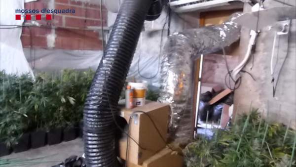 Plantación de marihuana desmantelada por los Mossos en una masía de Girona Plantación de marihuana desmantelada por los Mossos en una masía de Girona