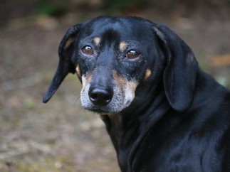 Perro salchicha