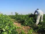Temporrero, campo, agricultor