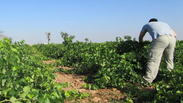 Temporrero, campo, agricultor Temporrero, campo, agricultor
