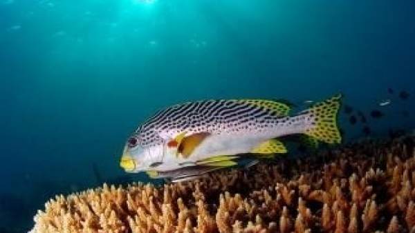 El calentamiento del océano afecta a los ecosistemas marinos, según la UICN El calentamiento del océano afecta a los ecosistemas marinos, según la UICN