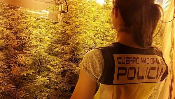 Una agente en el decomiso de las plantas intervenidas en la operación Una agente en el decomiso de las plantas intervenidas en la operación