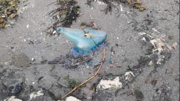 Un ejemplar de carabela portuguesa o agua mala Un ejemplar de carabela portuguesa o agua mala