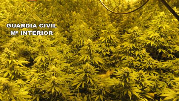 Plantación de marihuana intervenida Plantación de marihuana intervenida