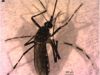 Mosquitos 'Aedes vittatus'