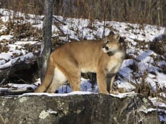 Puma