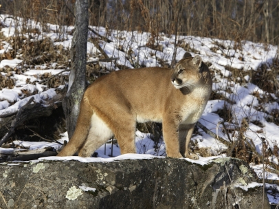 Puma