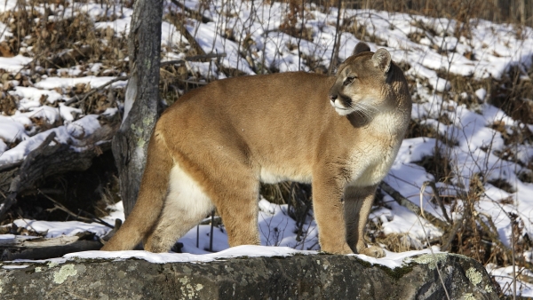Puma Puma