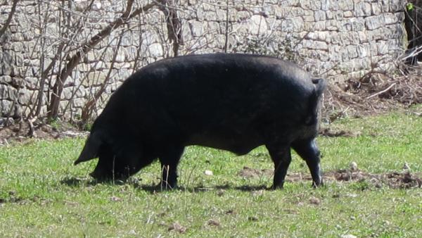 Cerdo suelto Cerdo suelto