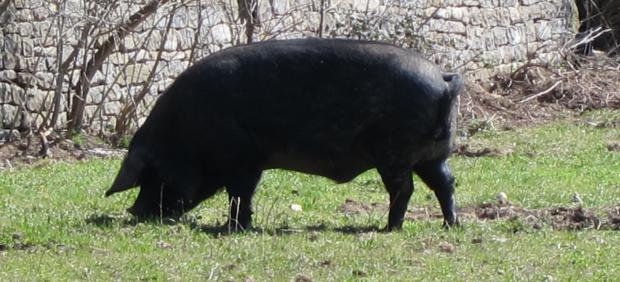 Cerdo suelto