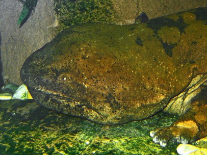 Ejemplar de salamandra china, el anfibio más grande del mundo
