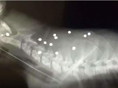Jaguar D'Yaira atacado por un furtivo en Ecuador