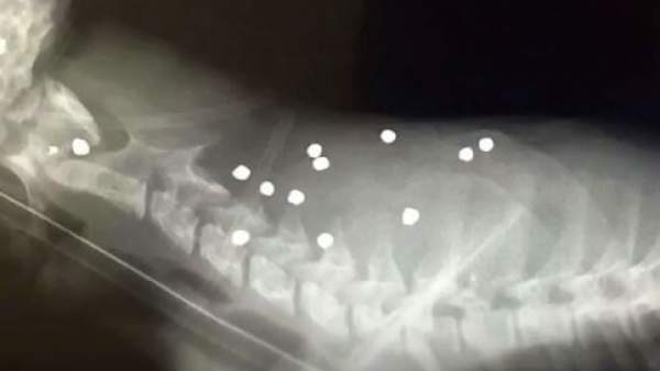 Jaguar D'Yaira atacado por un furtivo en Ecuador Jaguar D'Yaira atacado por un furtivo en Ecuador