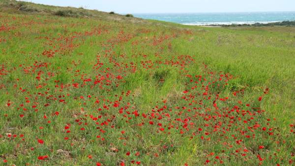 Campo de amapolas en el Cabo de Gata Campo de amapolas en el Cabo de Gata