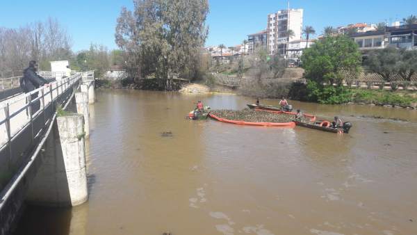 Actuaciones contra el camalote en el Guadiana Actuaciones contra el camalote en el Guadiana
