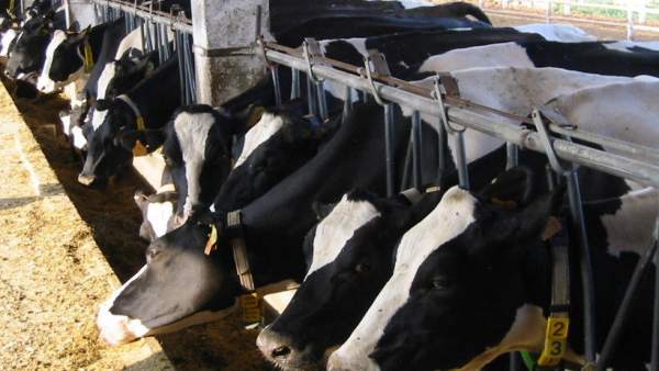 Vacas Vacas