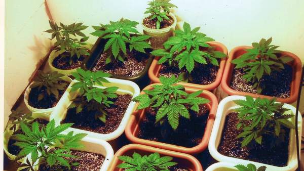 Cannabis Cannabis