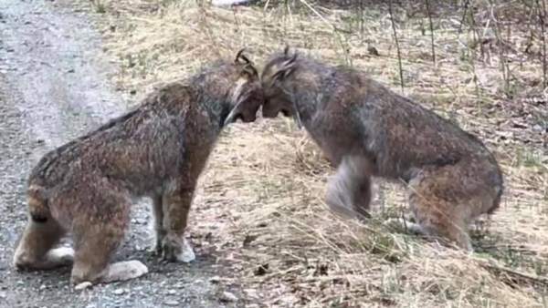 Linces Linces