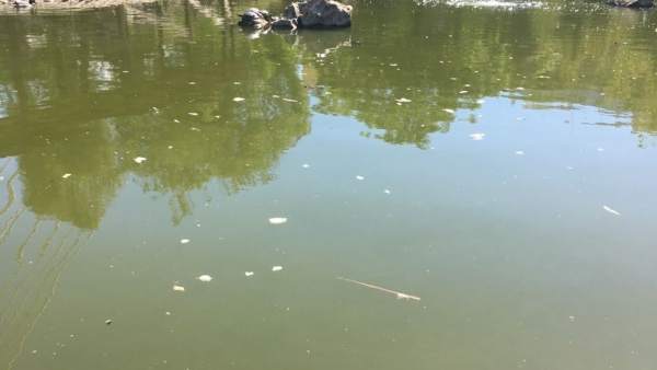 PSOE Zona de la represa marbella suciedad mosquitos pide campaña informativa PSOE Zona de la represa marbella suciedad mosquitos pide campaña informativa