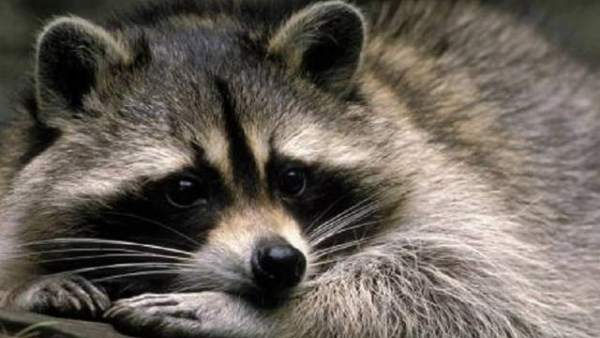 Mapache Mapache