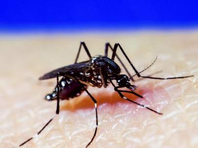 Mosquito A. Aegypti, dengue, zika, chikungunya