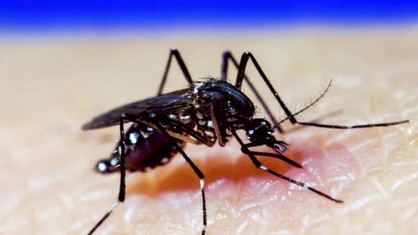 Mosquito A. Aegypti, dengue, zika, chikungunya Mosquito A. Aegypti, dengue, zika, chikungunya