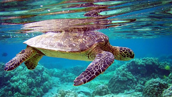 Tortuga verde Tortuga verde