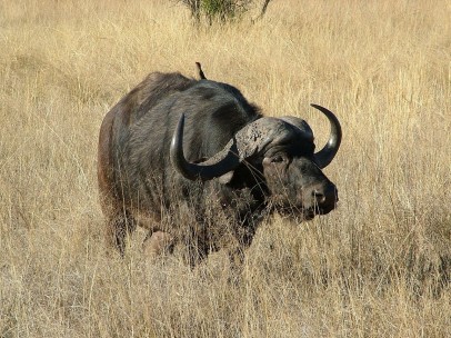 Búfalo Africano