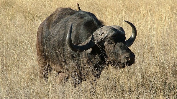 Búfalo Africano Búfalo Africano