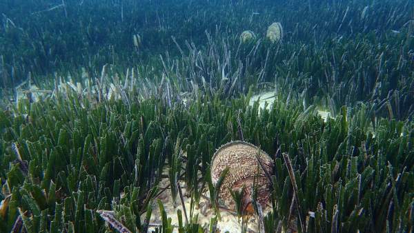 Pinna nobilis 1 IMEDMAR-UCV Pinna nobilis 1 IMEDMAR-UCV