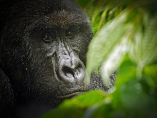 Gorila de montaña en el Parque Nacional de Virunga