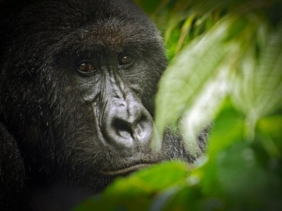 Gorila de montaña en el Parque Nacional de Virunga