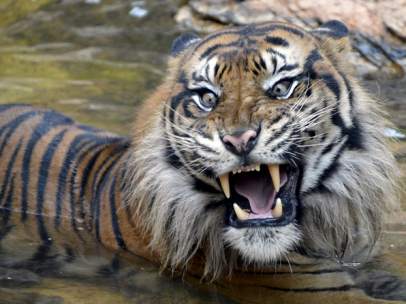 Tigre