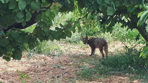 Lince Lince