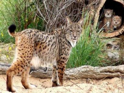Linces ibéricos
