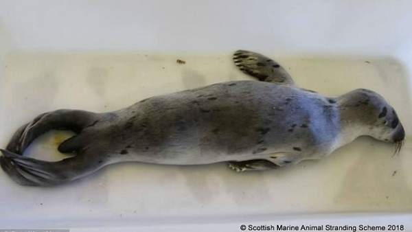 Cría de foca Cría de foca