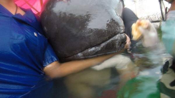 Rescate de una ballena piloto Rescate de una ballena piloto