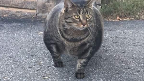 Catzenegger Catzenegger