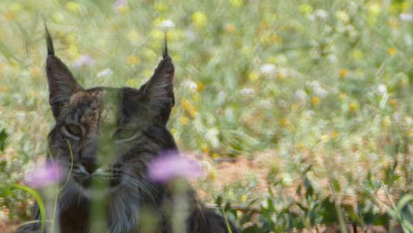 Imagen del lince ibérico detectado en el área metropolitana de Barcelona. Imagen del lince ibérico detectado en el área metropolitana de Barcelona.