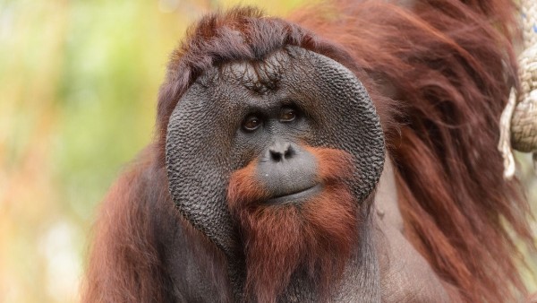 Ejemplar de orangután de Borneo macho Ejemplar de orangután de Borneo macho