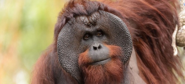 Ejemplar de orangután de Borneo macho