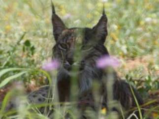 El lince capturado en el Baix Llobregat.