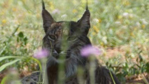 El lince capturado en el Baix Llobregat. El lince capturado en el Baix Llobregat.