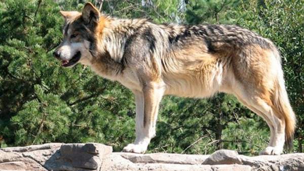 Lobo en Cabárceno Lobo en Cabárceno