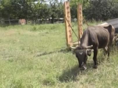 La vaca Penka
