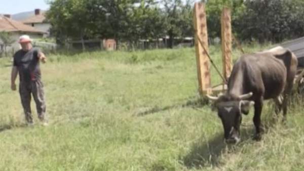 La vaca Penka La vaca Penka