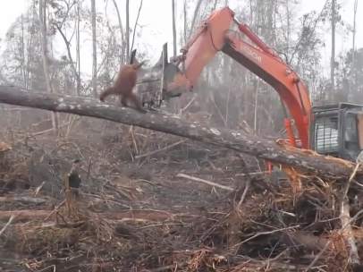 Orangután