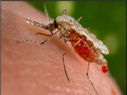 Mosquito Anopheles, malaria
